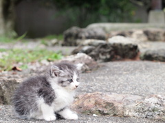 子猫だよ。