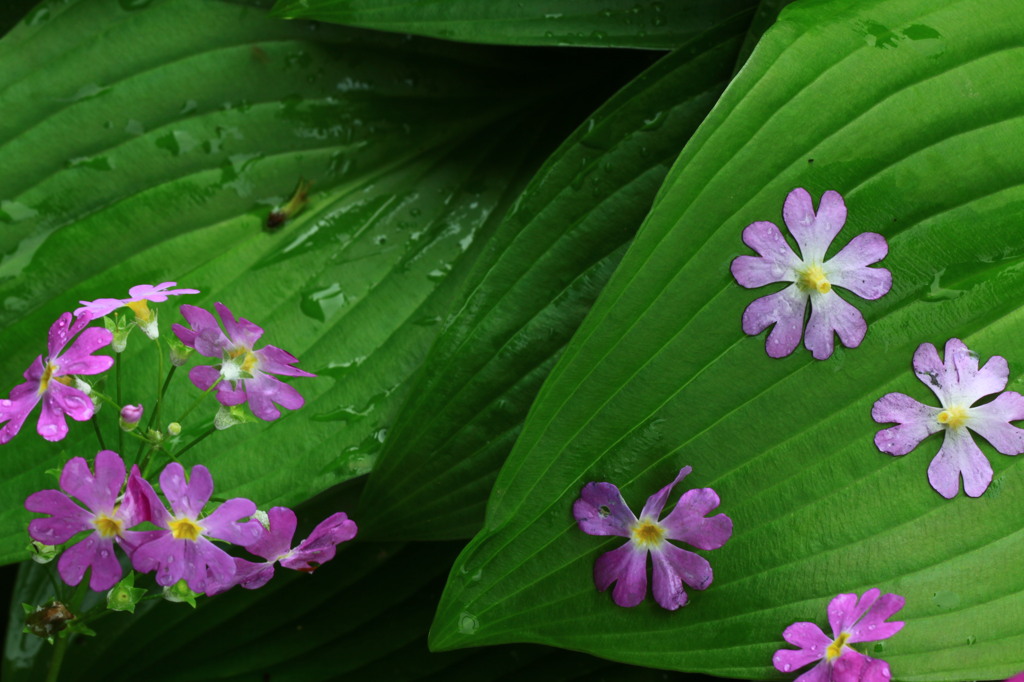 花びら。