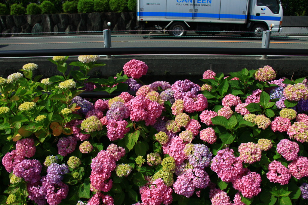 道路脇の紫陽花。