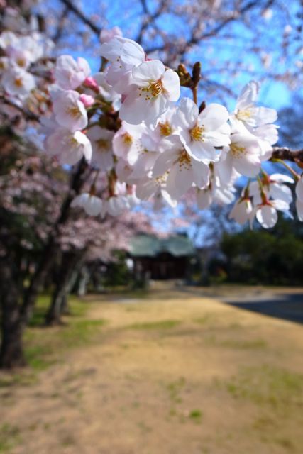 さくら