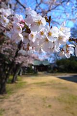 さくら