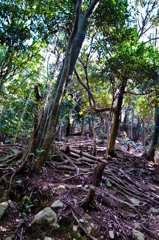 鍋蓋山　登山道