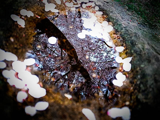 鏡桜…？