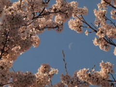 月と桜