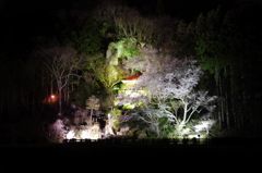 堂の下の岩観音の夜桜
