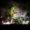 堂の下の岩観音の夜桜