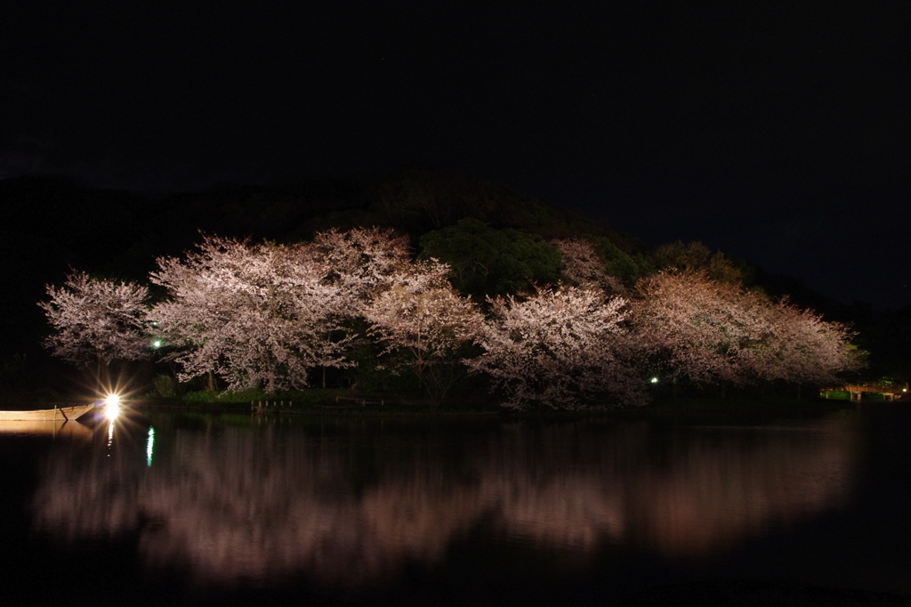 三渓園　観桜の夕べにて