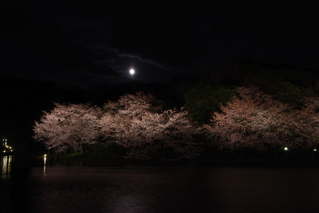 三渓園　観桜の夕べにて