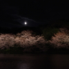 三渓園　観桜の夕べにて