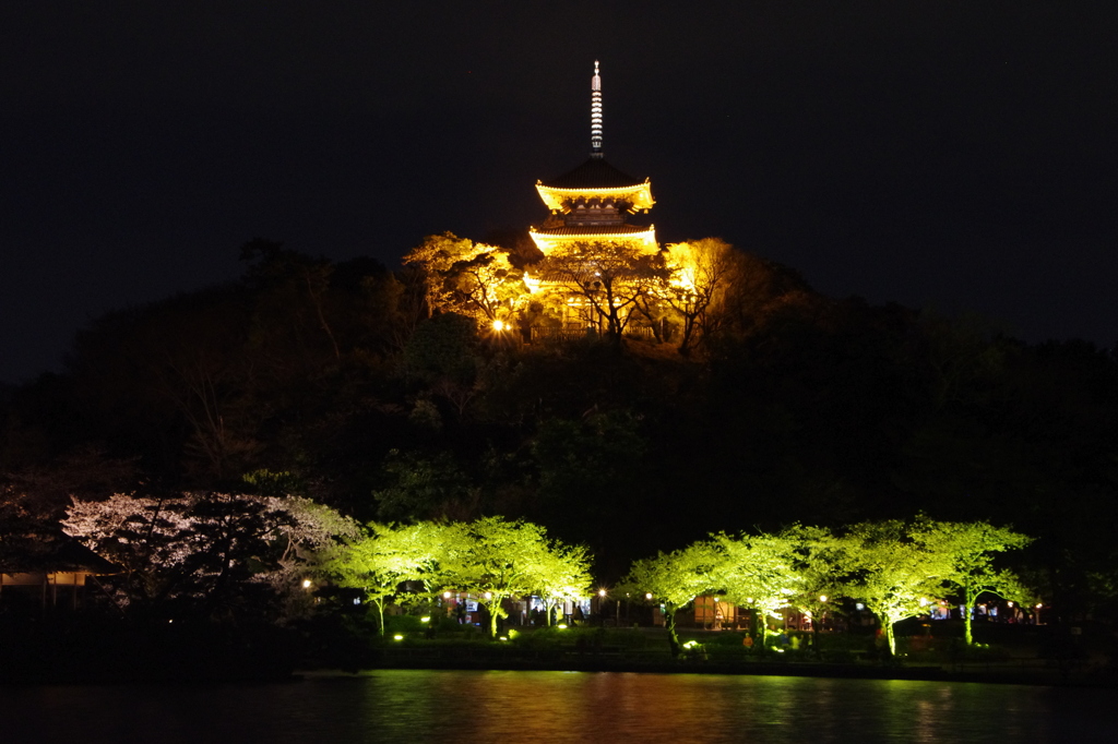 三渓園　観桜の夕べにて　三重塔