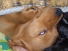 Uゝｪ・｀Uテヘッ☆