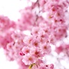 花群