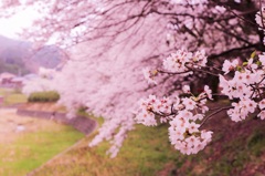満開
