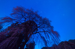 新月の夜桜