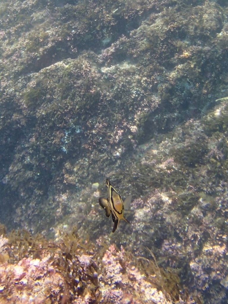 ハロー