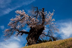 古木桜