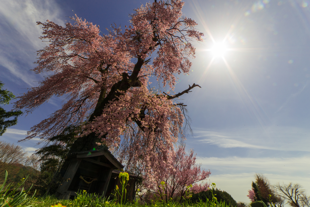 桜の木の下