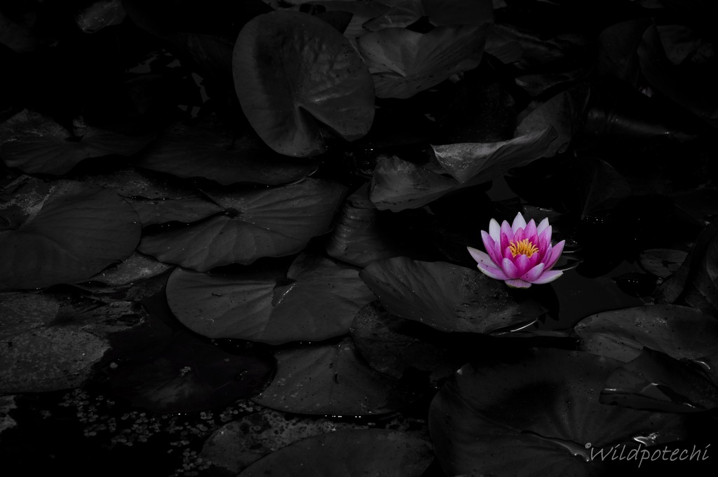 紅一点