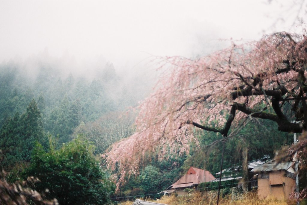 山×桜