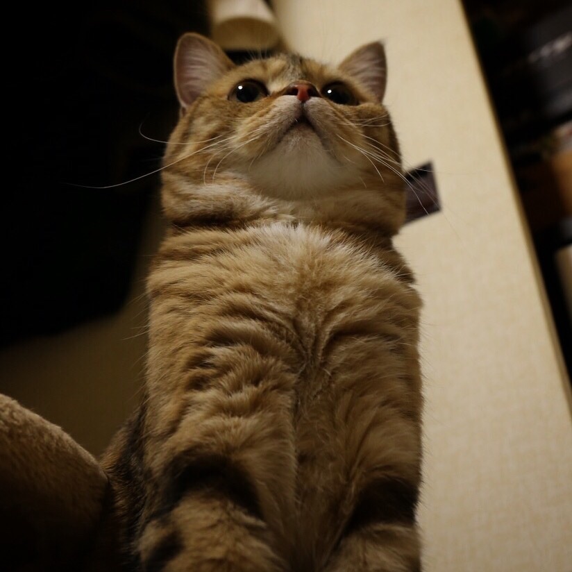 下からニャン子