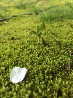 芽吹きに花を