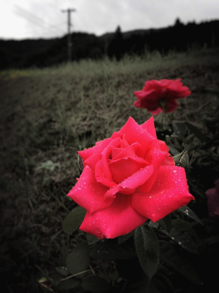 Rosa rossa