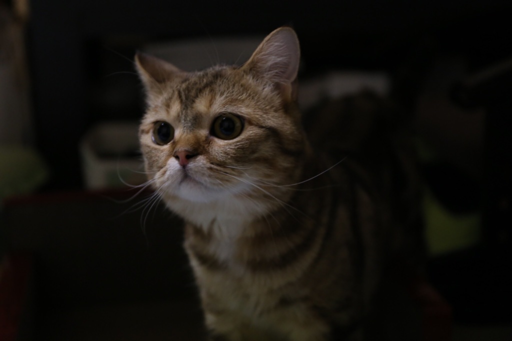 ニャン子