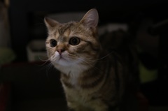 ニャン子