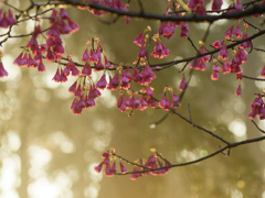 朝露まとう、桜の妖精