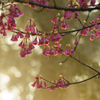 朝露まとう、桜の妖精