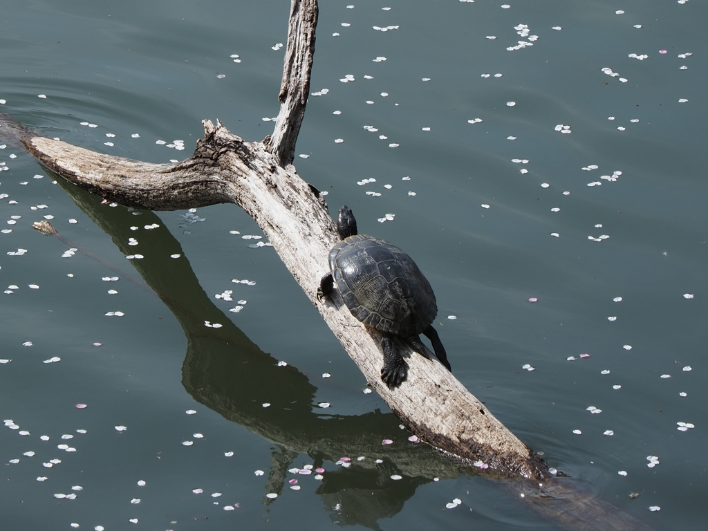 花見をする亀