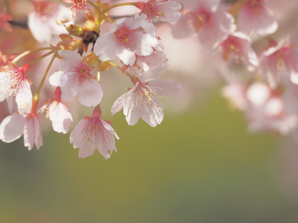 大漁桜