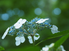 水色の雫