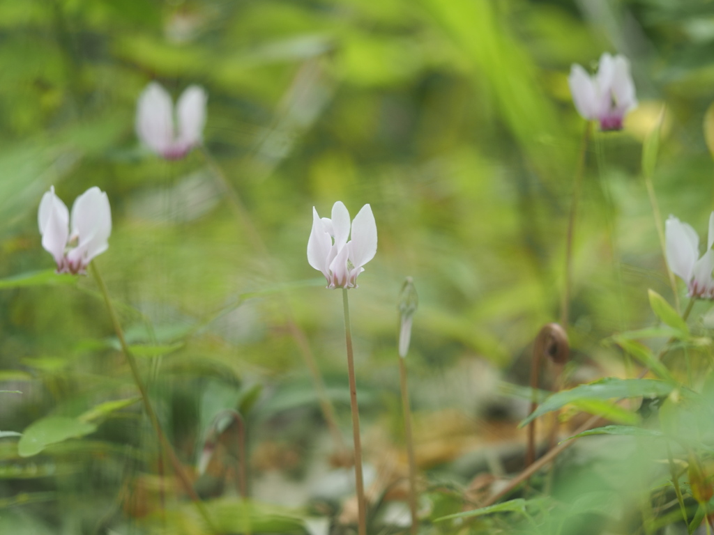 原種シクラメン