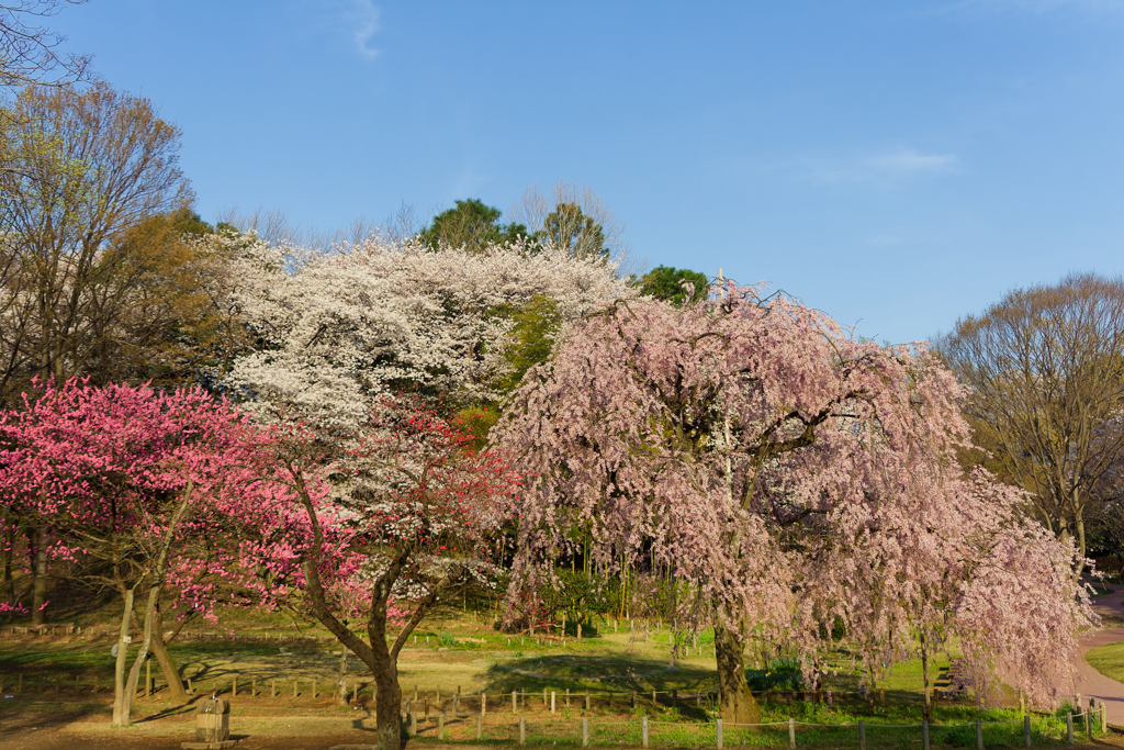 在りし日の枝垂桜