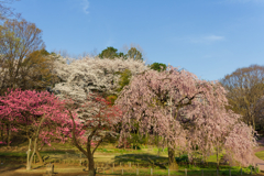 在りし日の枝垂桜