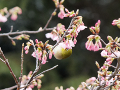 修禅寺寒桜とメジロ