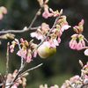 修禅寺寒桜とメジロ