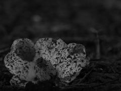 生命（いのち）