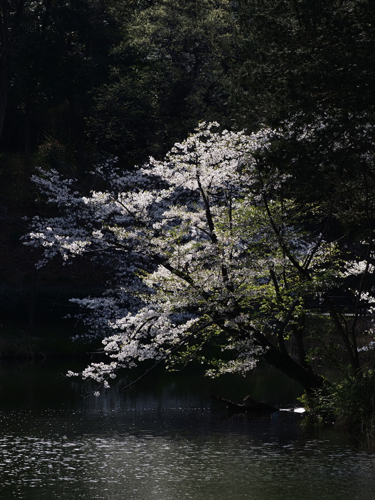 夢幻桜
