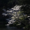 夢幻桜