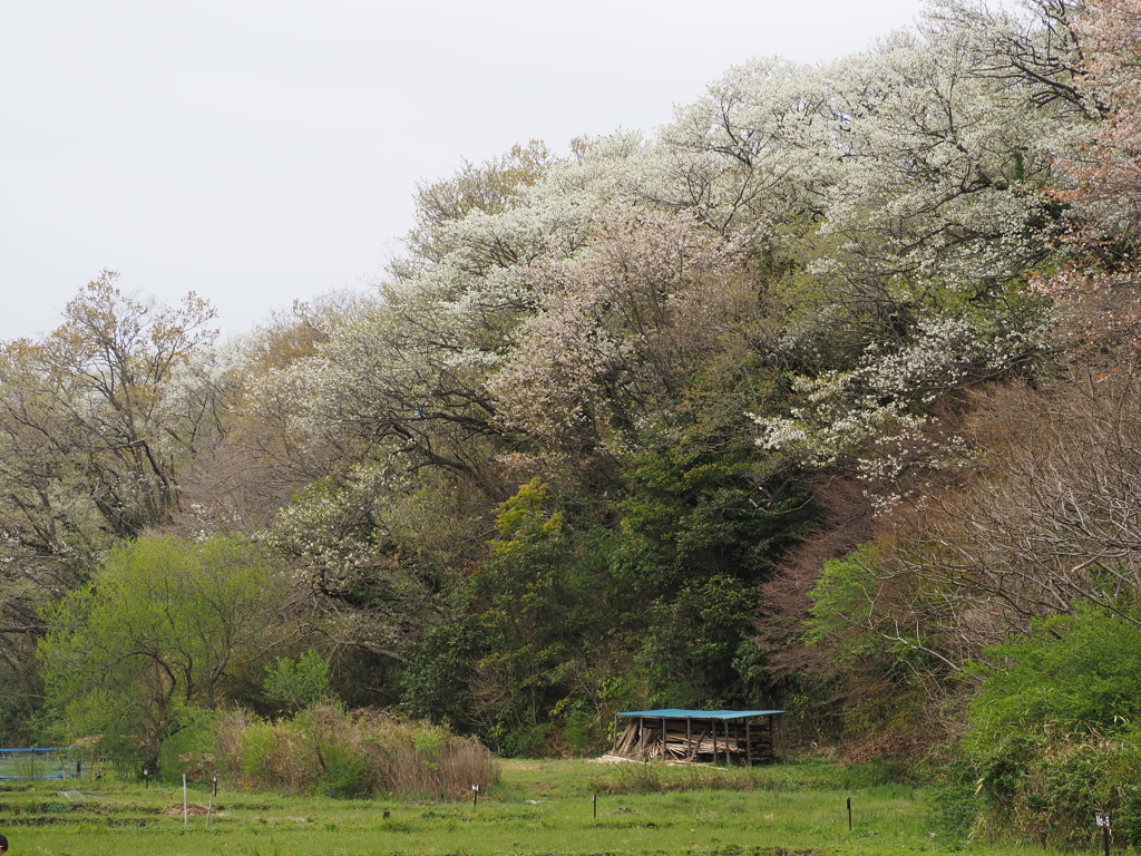 里山の春