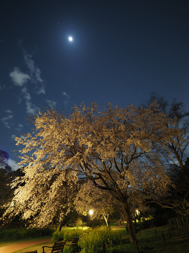 月と枝垂桜