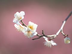 春はそこまで