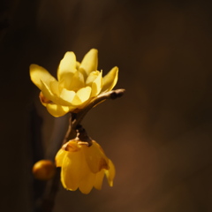 冬の灯火（ともしび）