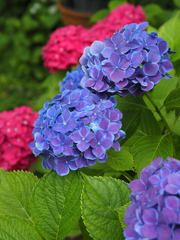蒼の息吹
