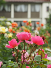 Pink Roses