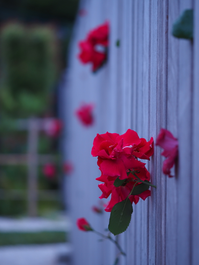 Rose through the wall
