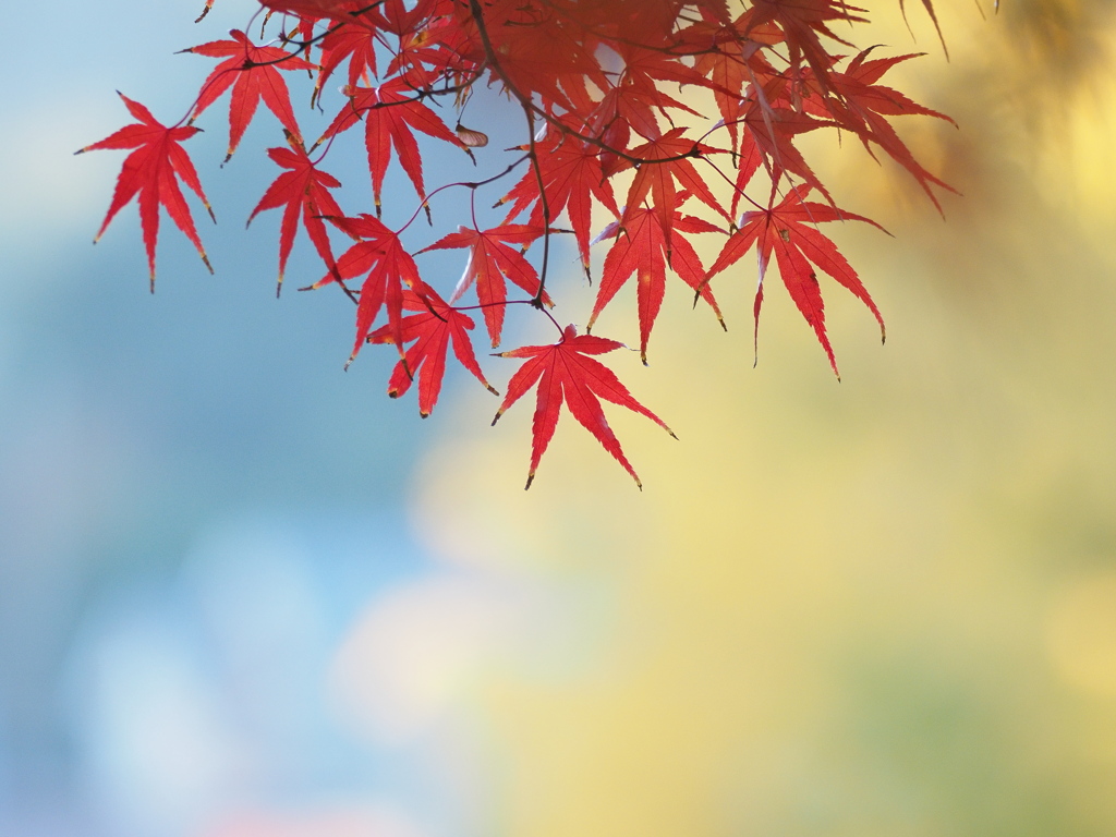 静かな紅葉狩り