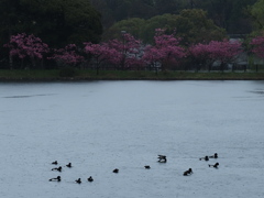 冷たい雨、 桜の頃